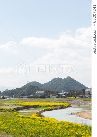 Rape blossoms and Chikushi (Mount Bota) from the riverbeds of the Onga River (Iizuka City, Fukuoka Prefecture) 63207241