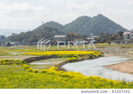 Rape blossoms and Chikushi (Mount Bota) from the riverbeds of the Onga River (Iizuka City, Fukuoka Prefecture) Rape blossoms and Chikushi (Mount Bota) from the riverbeds of the Onga River (Iizuka City, Fukuoka Prefecture) 63207242