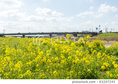 Rape blossoms and Chikushi (Mount Bota) from the riverbeds of the Onga River (Iizuka City, Fukuoka Prefecture) 63207243