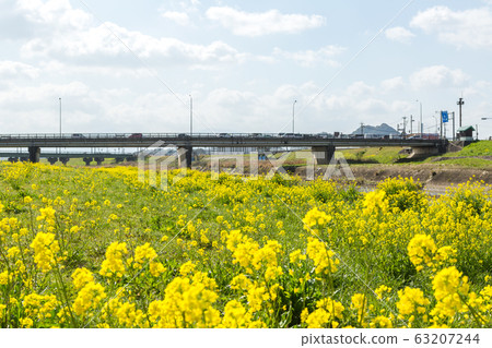 Rape blossoms and Chikushi (Mount Bota) from the riverbeds of the Onga River (Iizuka City, Fukuoka Prefecture) 63207244