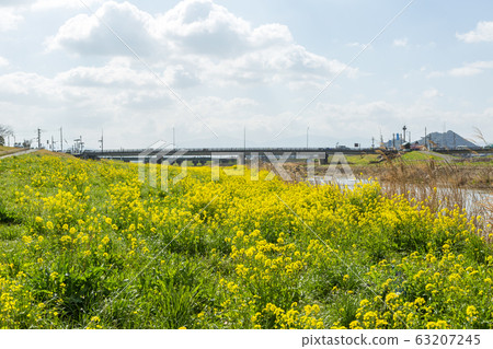 Rape blossoms and Chikushi (Mount Bota) from the riverbeds of the Onga River (Iizuka City, Fukuoka Prefecture) 63207245