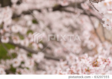Abstract beautiful blurred background of cherry 63207355