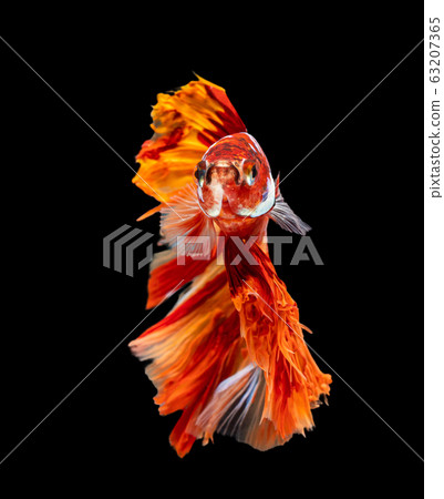 Beautiful betta splendens half moon siamese betta Beautiful betta splendens half moon siamese betta 63207365