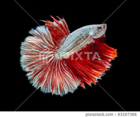 Beautiful betta splendens half moon siamese betta Beautiful betta splendens half moon siamese betta 63207366