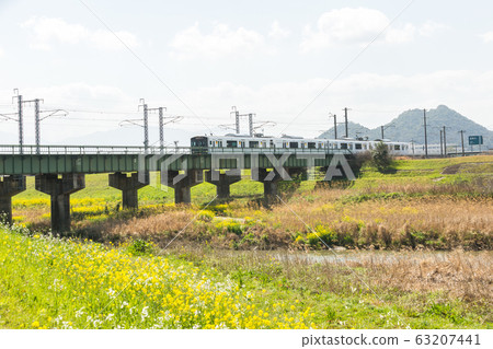 Rape blossoms and Chikushi (Mount Bota) from the riverbeds of the Onga River (Iizuka City, Fukuoka Prefecture) 63207441