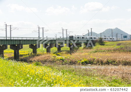 Rape blossoms and Chikushi (Mount Bota) from the riverbeds of the Onga River (Iizuka City, Fukuoka Prefecture) 63207442
