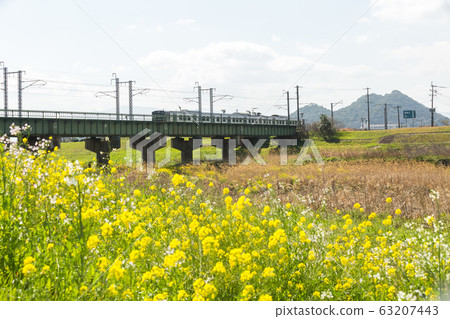 Rape blossoms and Chikushi (Mount Bota) from the riverbeds of the Onga River (Iizuka City, Fukuoka Prefecture) 63207443