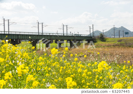 Rape blossoms and Chikushi (Mount Bota) from the riverbeds of the Onga River (Iizuka City, Fukuoka Prefecture) Rape blossoms and Chikushi (Mount Bota) from the riverbeds of the Onga River (Iizuka City, Fukuoka Prefecture) 63207445