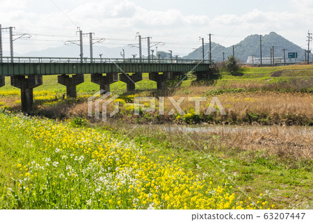 大河(福岡縣飯塚市)河床的油菜花和筑紫Chi(博塔山) 大河(福岡縣飯塚市)河床的油菜花和筑紫Chi(博塔山) 63207447