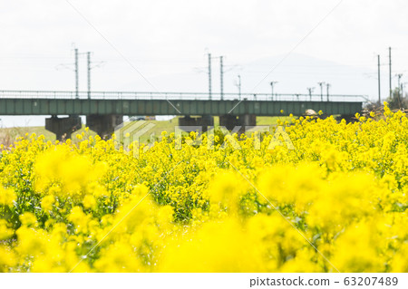 在福岡縣飯塚市大河和河竹本幹線河床上油菜開花 63207489