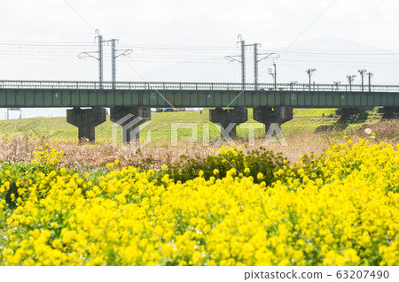在福岡縣飯塚市大河和河竹本幹線河床上油菜開花 在福岡縣飯塚市大河和河竹本幹線河床上油菜開花 63207490