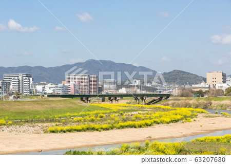 在福岡縣飯塚市的恩加河和飯塚市的河床上油菜開花 在福岡縣飯塚市的恩加河和飯塚市的河床上油菜開花 63207680