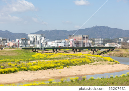 在福岡縣飯塚市的恩加河和飯塚市的河床上油菜開花 在福岡縣飯塚市的恩加河和飯塚市的河床上油菜開花 63207681