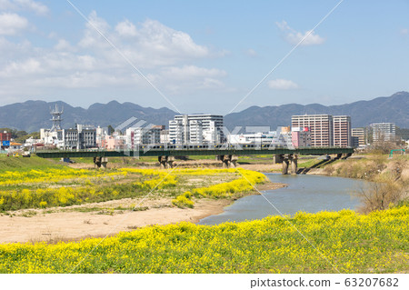 在福岡縣飯塚市的恩加河和飯塚市的河床上油菜開花 63207682
