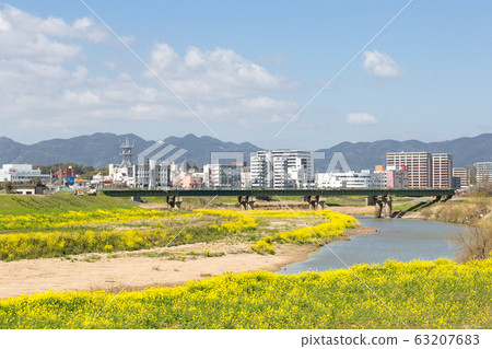 在福岡縣飯塚市的恩加河和飯塚市的河床上油菜開花 在福岡縣飯塚市的恩加河和飯塚市的河床上油菜開花 63207683