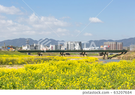 在福岡縣飯塚市的恩加河和飯塚市的河床上油菜開花 在福岡縣飯塚市的恩加河和飯塚市的河床上油菜開花 63207684