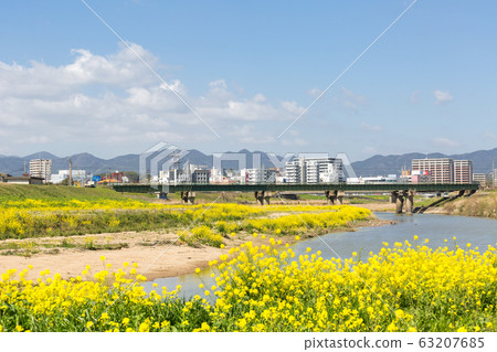 在福岡縣飯塚市的恩加河和飯塚市的河床上油菜開花 在福岡縣飯塚市的恩加河和飯塚市的河床上油菜開花 63207685