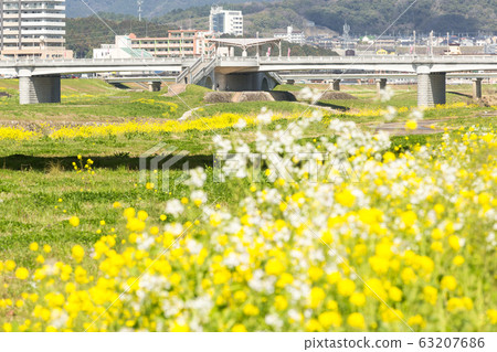 在福岡縣飯塚市的恩加河和飯塚市的河床上油菜開花 在福岡縣飯塚市的恩加河和飯塚市的河床上油菜開花 63207686