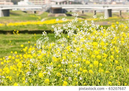 在福岡縣飯塚市的恩加河和飯塚市的河床上油菜開花 在福岡縣飯塚市的恩加河和飯塚市的河床上油菜開花 63207687