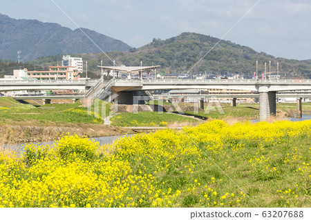 在福岡縣飯塚市的恩加河和飯塚市的河床上油菜開花 在福岡縣飯塚市的恩加河和飯塚市的河床上油菜開花 63207688