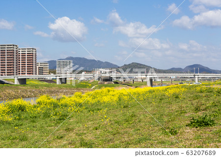 在福岡縣飯塚市的恩加河和飯塚市的河床上油菜開花 在福岡縣飯塚市的恩加河和飯塚市的河床上油菜開花 63207689