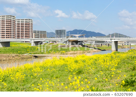 在福岡縣飯塚市的恩加河和飯塚市的河床上油菜開花 在福岡縣飯塚市的恩加河和飯塚市的河床上油菜開花 63207690
