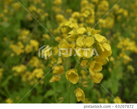 Rape blossoms Rape blossoms 63207872