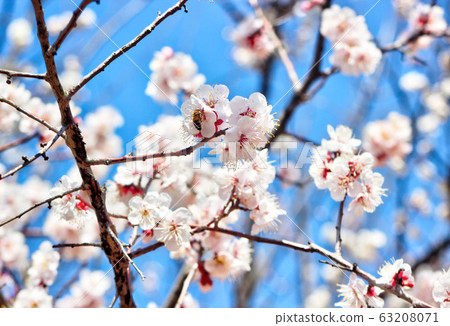 Plum Blossoms Blooming in Sunmaewon, Yangsan, Gyeongnam, South Korea, Asia Plum Blossoms Blooming in Sunmaewon, Yangsan, Gyeongnam, South Korea, Asia 63208071