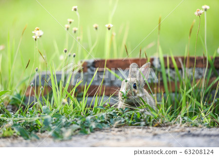 Cute rabbit sitting on green field spring meadow / 63208124