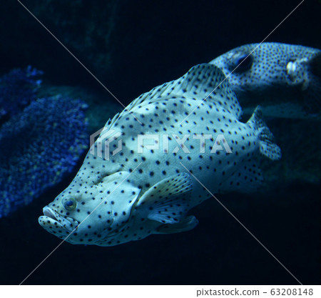barramundi cod / grouper fish swimming marine life barramundi cod / grouper fish swimming marine life 63208148
