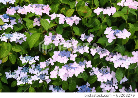 繡球村繡球花 繡球村繡球花 63208279