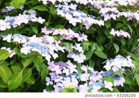 繡球村繡球花 繡球村繡球花 63208280