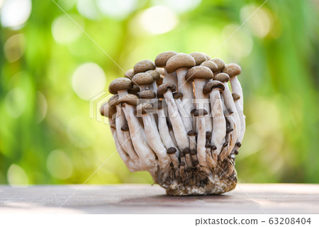Shimeji mushroom on wooden and nature green 63208404