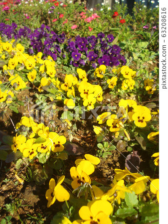 Flowerbed blooming pansies Flowerbed blooming pansies 63208616