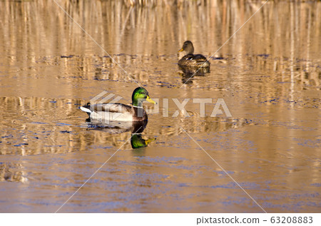 pair duck mallard on autumn lake and first ice 63208883