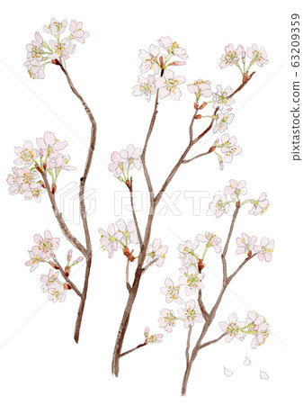 Cerasus 'Takenakae' Tokai Sakura Cerasus 'Takenakae' Tokai Sakura 63209359