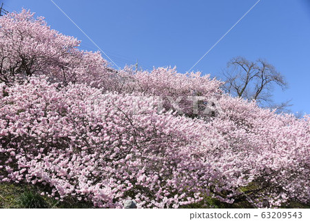 神奈川縣南蘆原市盛開的櫻花 神奈川縣南蘆原市盛開的櫻花 63209543