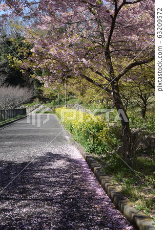 Cherry blossoms in full bloom, Minamiashigara, Kanagawa Prefecture Cherry blossoms in full bloom, Minamiashigara, Kanagawa Prefecture 63209572