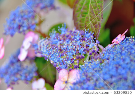 hydrangea   63209830