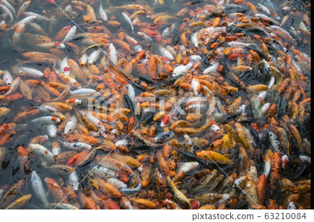 carp carp 63210084