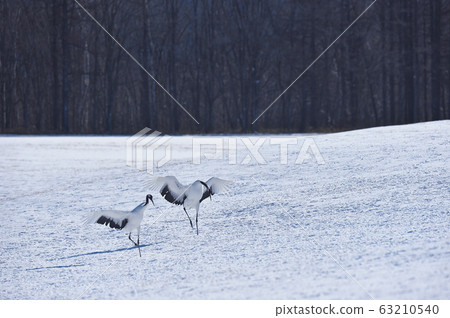 一群鶴鶴飛到飼養場(北海道鶴井市) 一群鶴鶴飛到飼養場(北海道鶴井市) 63210540