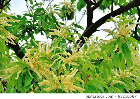 板栗花 63210567