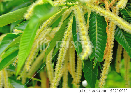 板栗花 板栗花 63210611