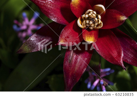 Background of Bromeliad's flower plant 63210835