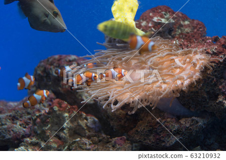 小丑魚水族館熱帶魚 63210932