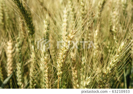 Field of wheat Field of wheat 63210933