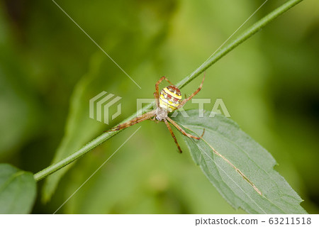 小Araneidae 63211518