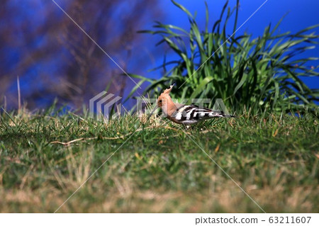 年輕女孩 63211607