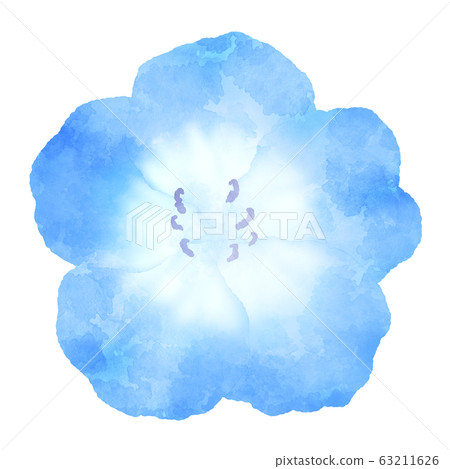 Illustration of blue flower nemophila watercolor style 63211626