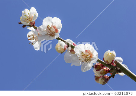 梅花 梅花 63211873